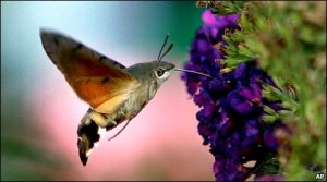 hummingbirdhawkmoth