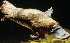 platypus-diving